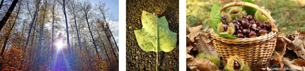 Herbstwald Natur Deko