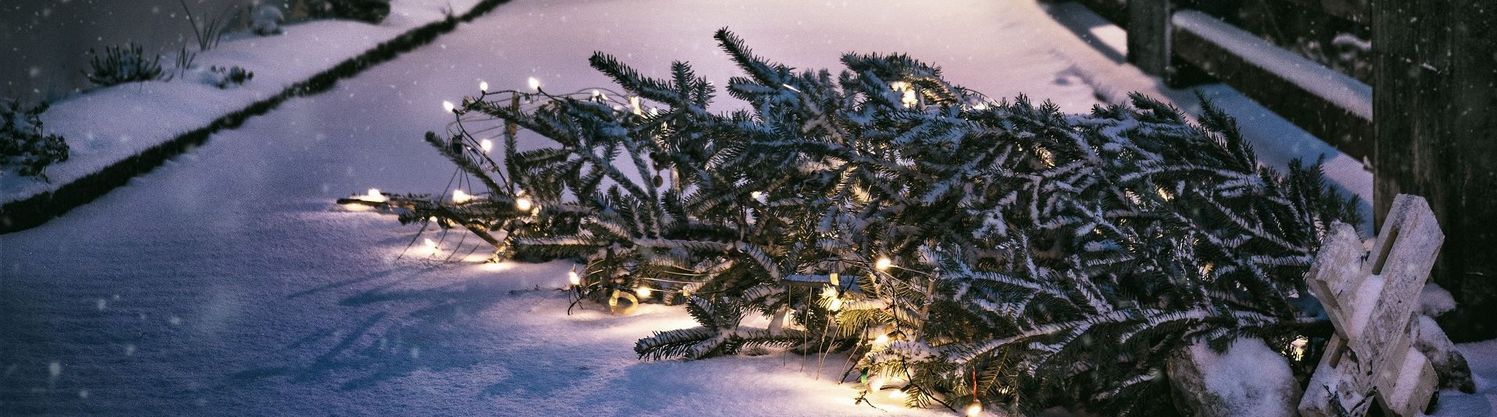 Weihnachtsblog Tannenbaum