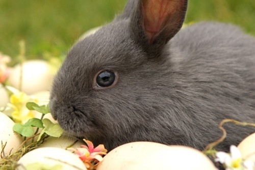 So machen wir es uns Ostern zu Hause schön