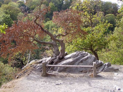 Wanderfreuden im herbstlichen Harz