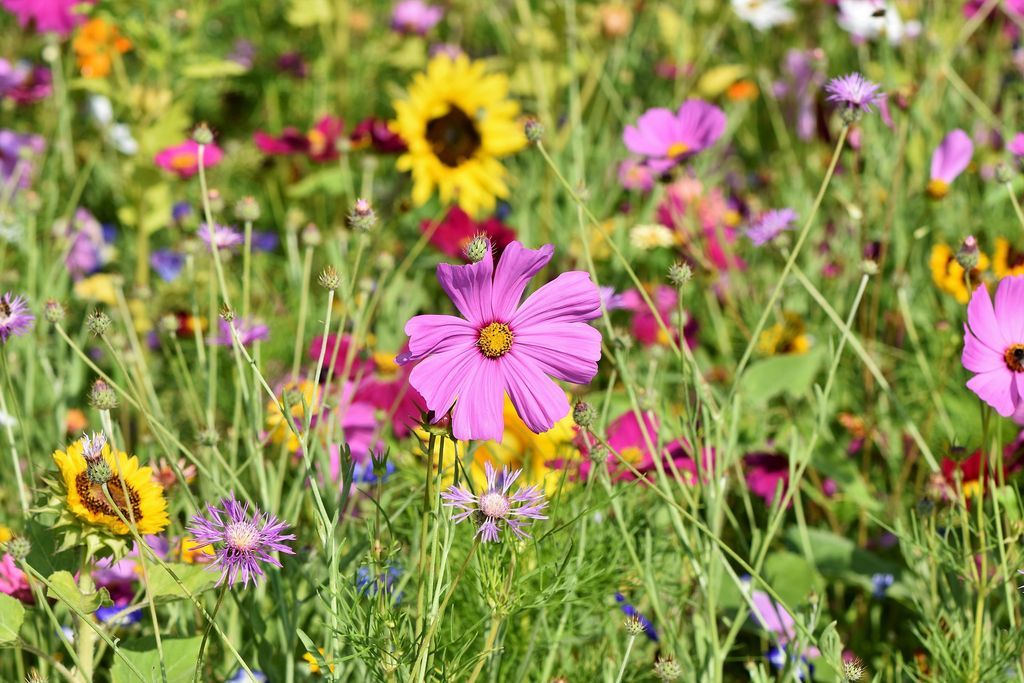 Blühwiese für Bienen