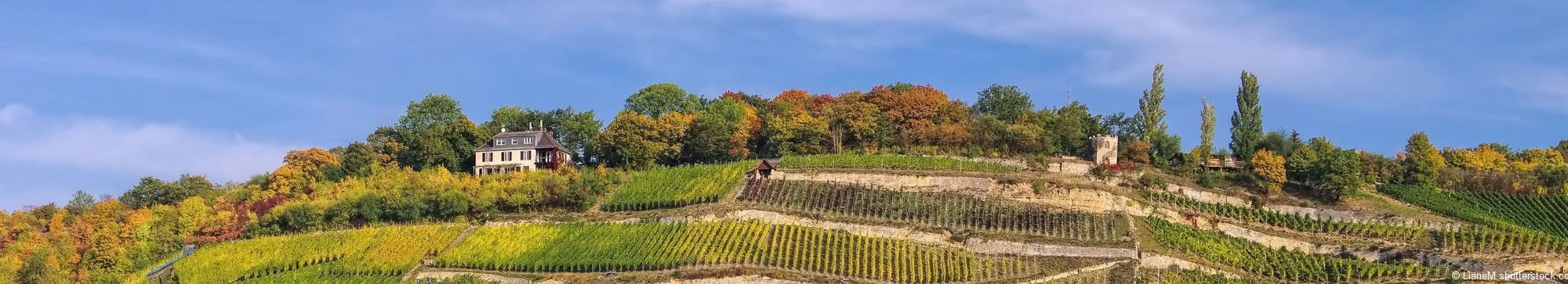 Wander zwischen den Weinhängen im Gebiet Saal Unstrut