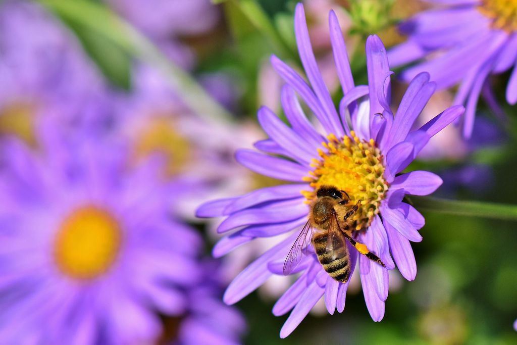 Biene an Kornblume
