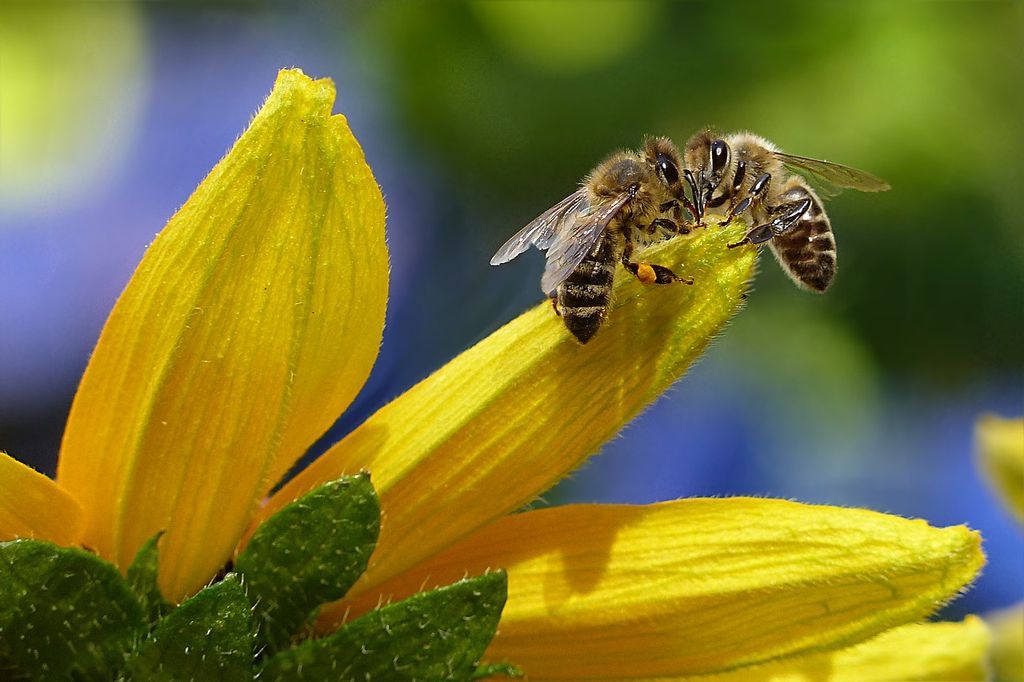 Bienen auf einer Sonnenblume