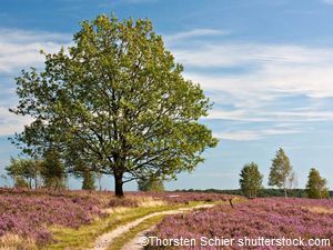 Lüneburger Heide