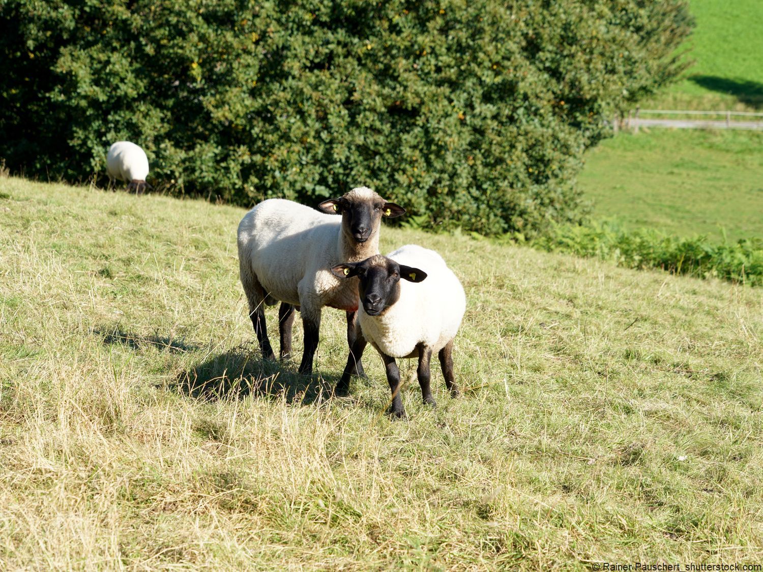 Heidschnucken in der Lüneburger Heide
